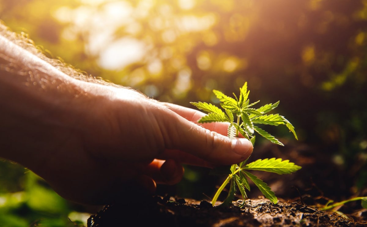 Buy cannabis Online Australia