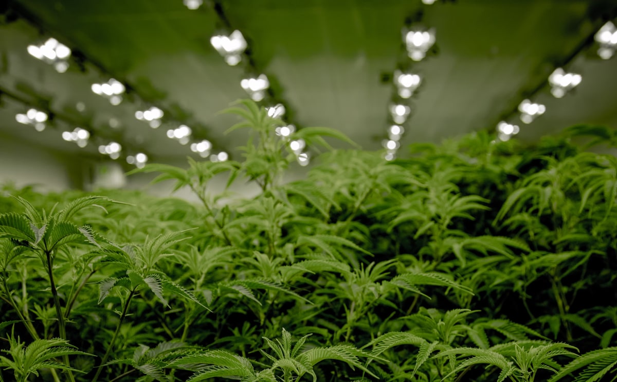 Buy cannabis Online Australia