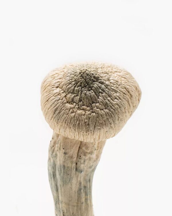 Albino Penis Envy Mushrooms