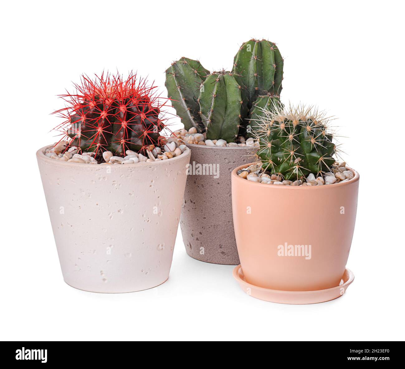 Home 5 beautiful cacti on white background 2H23EF0