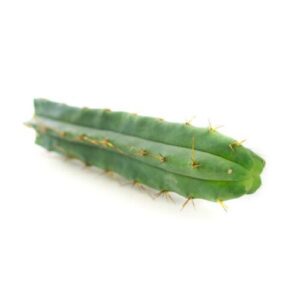 Bolivian Torch cactus