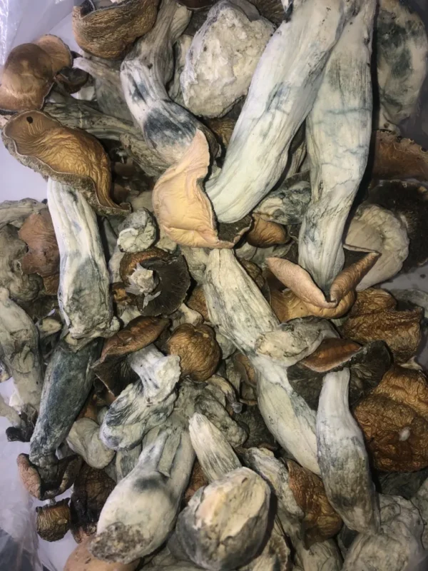 Albino Penis Envy
