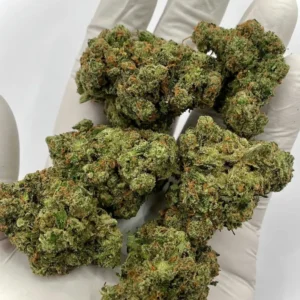 Jack Herer Sativa Dominant Hybrid