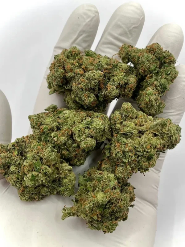 Jack Herer Sativa Dominant Hybrid