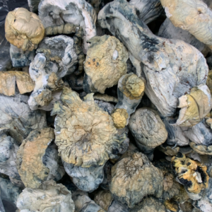 Shakti Magic Mushrooms (Albino Malabar)