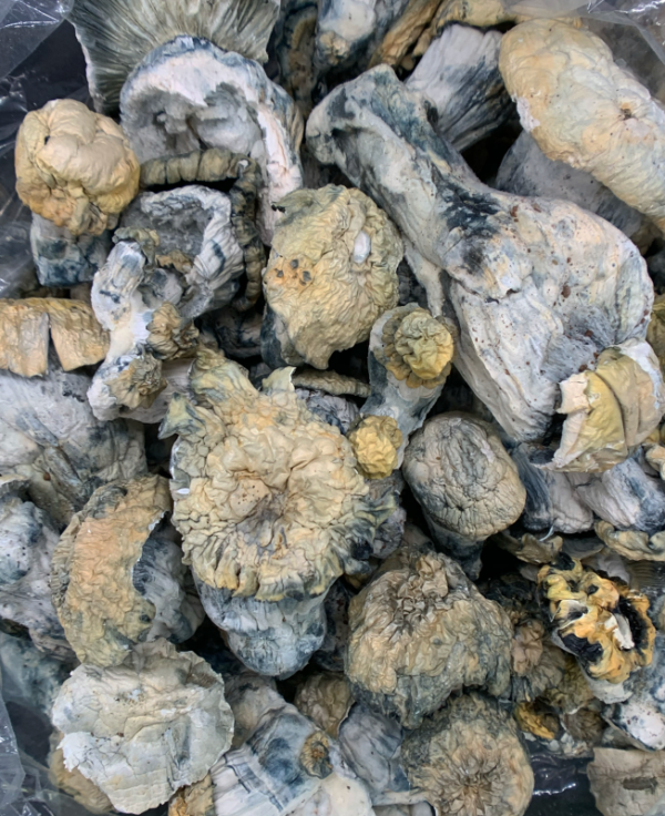 Shakti Magic Mushrooms (Albino Malabar)