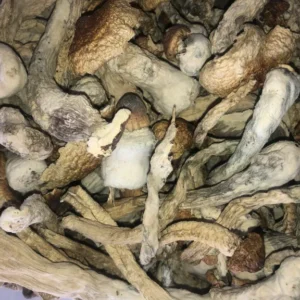 Buddha Belly Mushrooms