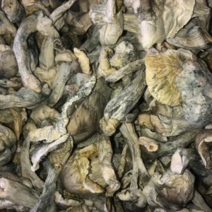 Iceberg Mushroom -Psilocybe Cubensis Species