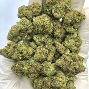 Laughing Gas Hybrid Cannabis Strain THC 21-24%