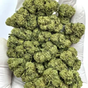 Jet Fuel Gelato Hybrid Cannabis Strain THC 23-29%